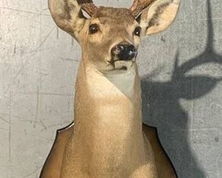 Alabama White Tail Deer Shoulder Taxidermy Mount