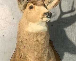 Canadian Mule Deer Shoulder Taxidermy Mount
