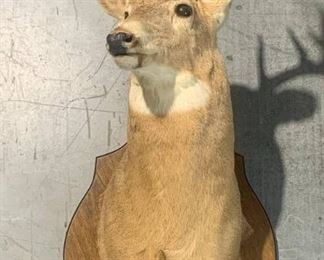 Canadian White Tail Deer Shoulder Taxidermy Mount