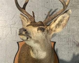 Colorado Mule Deer Shoulder Taxidermy Mount
