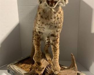 Curious Bobcat Taxidermy Mount