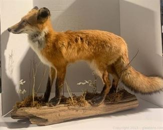 Cute Standing Red Fox Taxidermy Mount