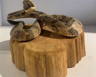 Hissing Rattlesnake Taxidermy