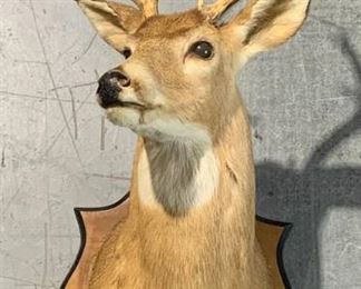 Georgia White Tail Deer Shoulder Taxidermy Mount