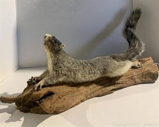 Lounging Squirrel Taxidermy