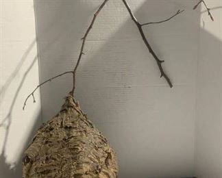 Natural Paper Wasp Hornet Nest A
