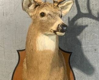 South Carolina White Tail Decor Shoulder Taxidermy Mount