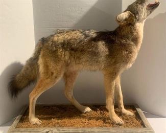 South Carolina Howling Coyote Taxidermy Mount