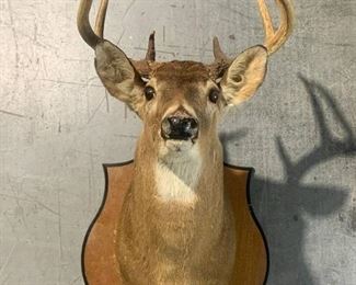 South Carolina Shoulder Taxidermy Mount