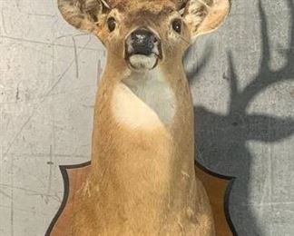 South Carolina White Tail Deer Shoulder Taxidermy Mount B