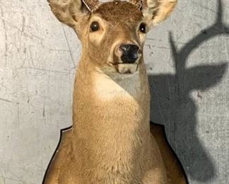 South Carolina White Tail Deer Shoulder Taxidermy Mount C