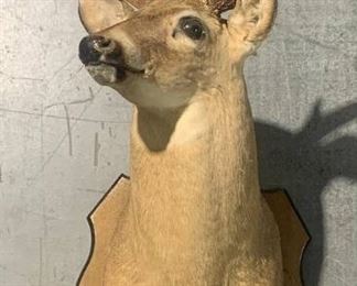South Carolina White Tail Shoulder Taxidermy Mount