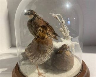 Trio Quail Taxidermy Mount
