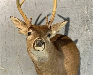 White Tail Deer Shoulder Taxidermy Mount B
