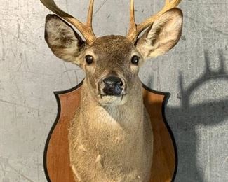 White Tail Deer Shoulder Taxidermy Mount
