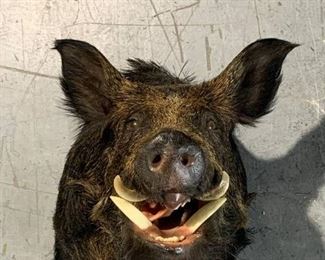 Wild Boar Shoulder Taxidermy Mount