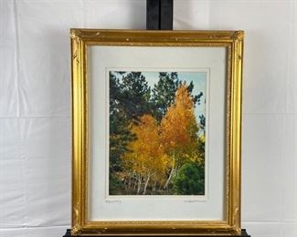 Signed 12 x 16 Photograph of Colorado Aspens "Blaze of Glory" by Local Artist Virginia Hasenak 19" x 24" Framed