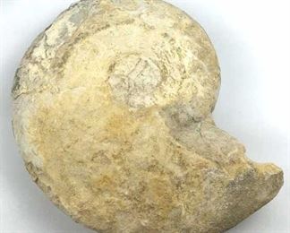 Large Ammonite Shell Fossil, Texas