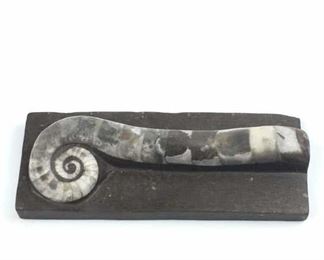 Trilacinoceras Sweet Cephalopod Fossil, China