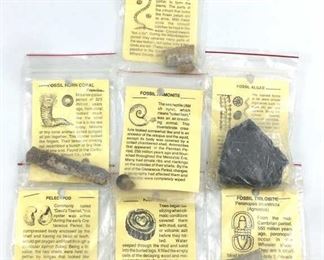 (7) Assorted Fossils Collection w/ Info Cards