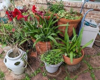 LARGE TERRA COTTA POTS with PLANTS