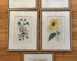 Antique Botanical Prints