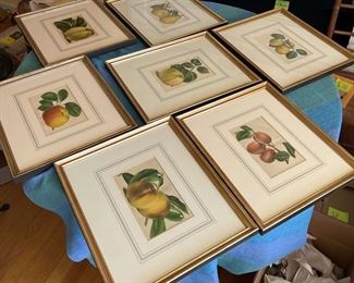 1895 ChromoLithographs from Tijdschrift over Boomteeltkunde