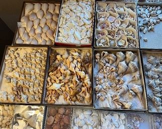 large vintage sea shell collection!
