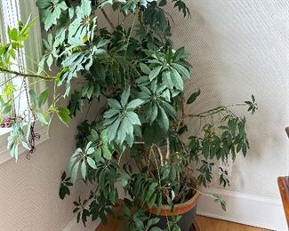 Potted Schefflera (Umbrella Plant)