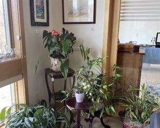 Lots of house plants