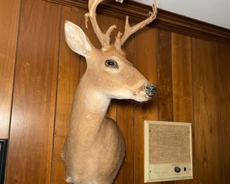 Taxidermy Deer Head