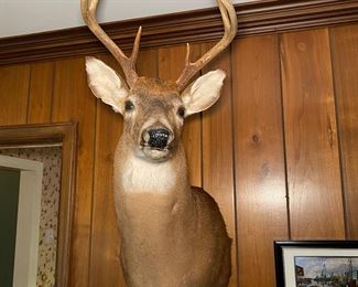 Taxidermy Deer Head