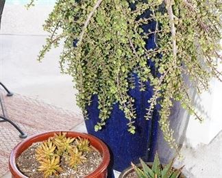 There are several potted plants and potted cacti in red, green, browns, and cobalt blue