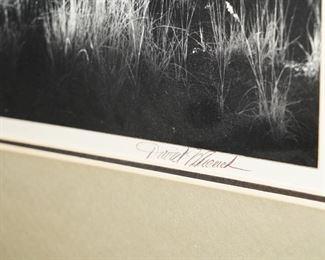 David Meunch photography