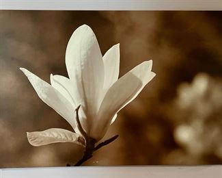 "Magnolia Blossom" Wall Art