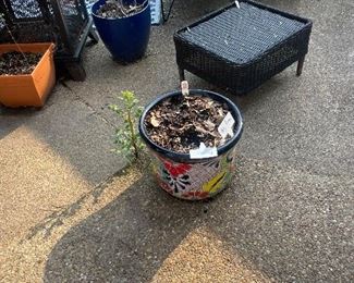 So many outdoor pots are available in the back yard