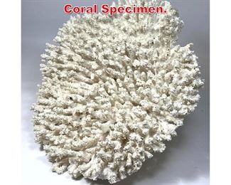Lot 121 Large Natural White Coral Specimen. 