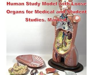 Lot 485 BOBBITT LABORATORIES Human Study Model with Loose Organs for Medical and Student Studies. Marked. 