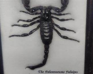 real scorpion in frame