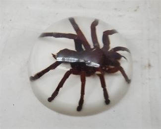 tarantula paperweight