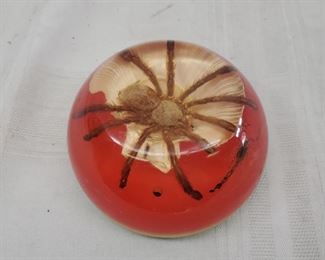 tarantula paperweight