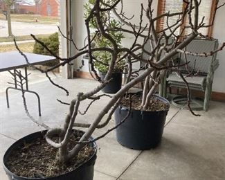 Two Varieties Hardy Live FIG Trees