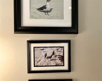 framed bird pictures