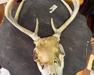Deer skull with antlers