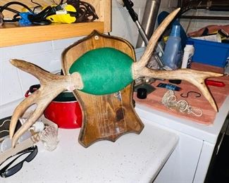 Moose Antlers 