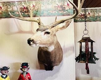 Taxidermy Mule Deer Mount 