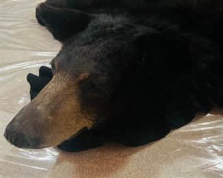 Taxidermy Bear Skin Rug