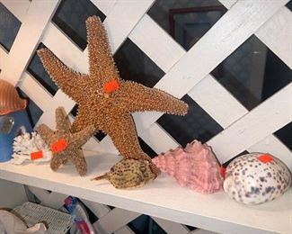 Shells & Starfish 