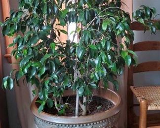 live plant - Ficus