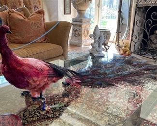 Taxidermy Peacock.